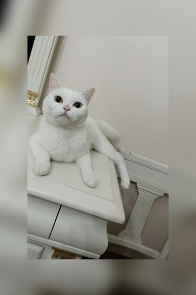 British Shorthair, Kedi  Minnoş fotoğrafı