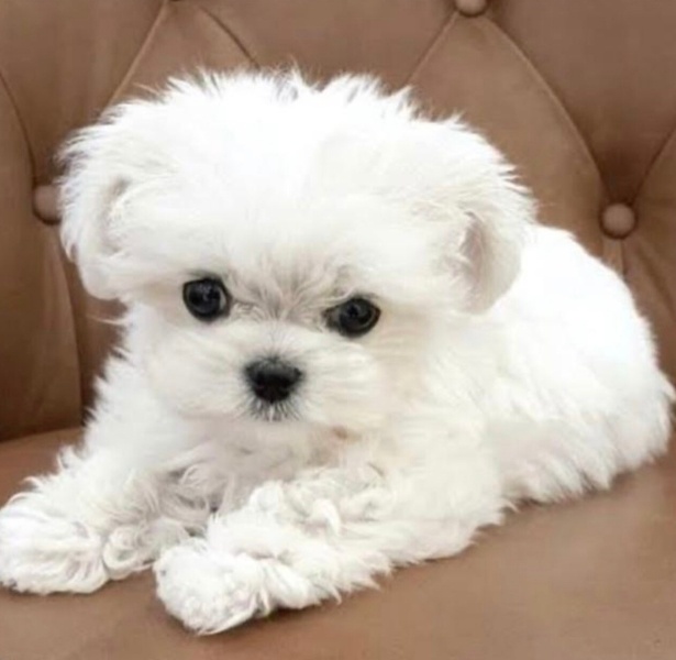 Maltese, Köpek  Thor fotoğrafı