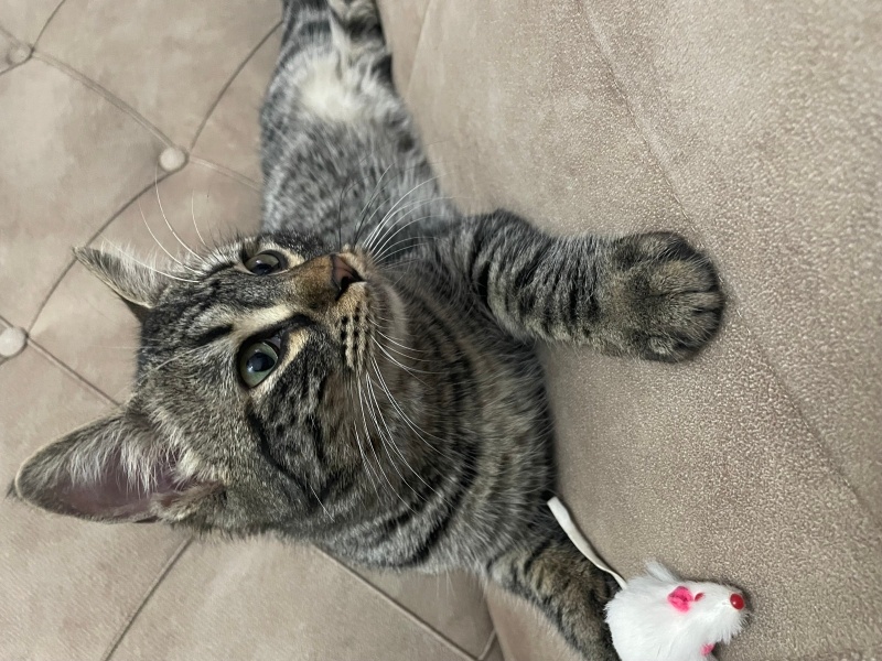 Tekir Kedi, Kedi  Katmer fotoğrafı