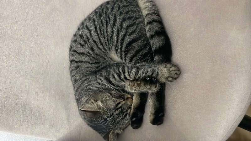 Tekir Kedi, Kedi  Katmer fotoğrafı