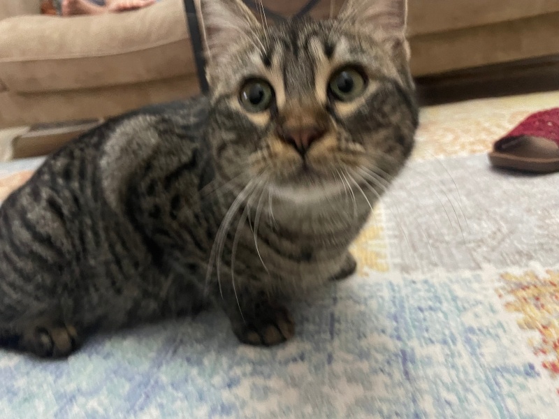 Tekir Kedi, Kedi  Katmer fotoğrafı