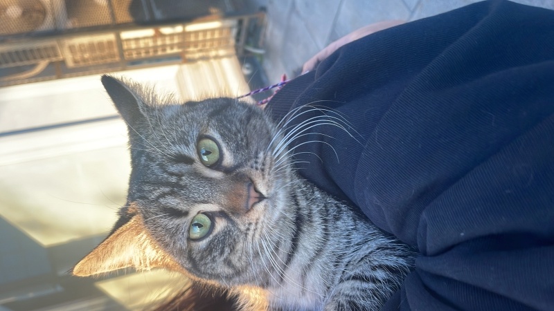 Tekir Kedi, Kedi  Katmer fotoğrafı