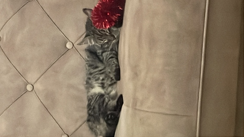 Tekir Kedi, Kedi  Katmer fotoğrafı