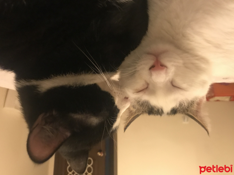 Tekir Kedi, Kedi  Huzur ve Muzur fotoğrafı