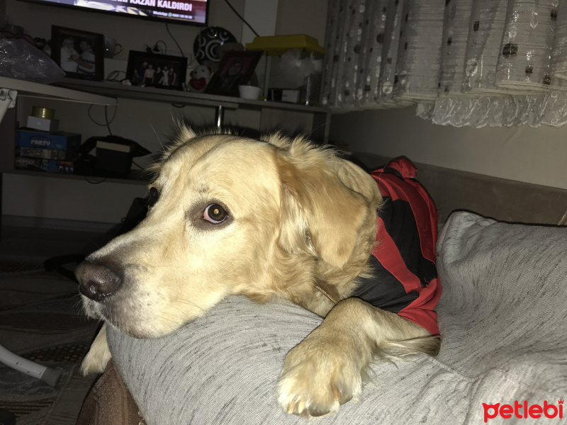 Golden Retriever, Köpek  ŞANS fotoğrafı