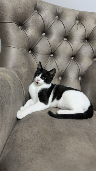 Tekir Kedi, Kedi  mars fotoğrafı
