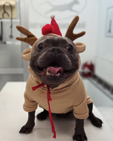 Fransız Bulldog, Köpek  Joy fotoğrafı