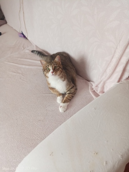 Tekir Kedi, Kedi  Fıstık fotoğrafı