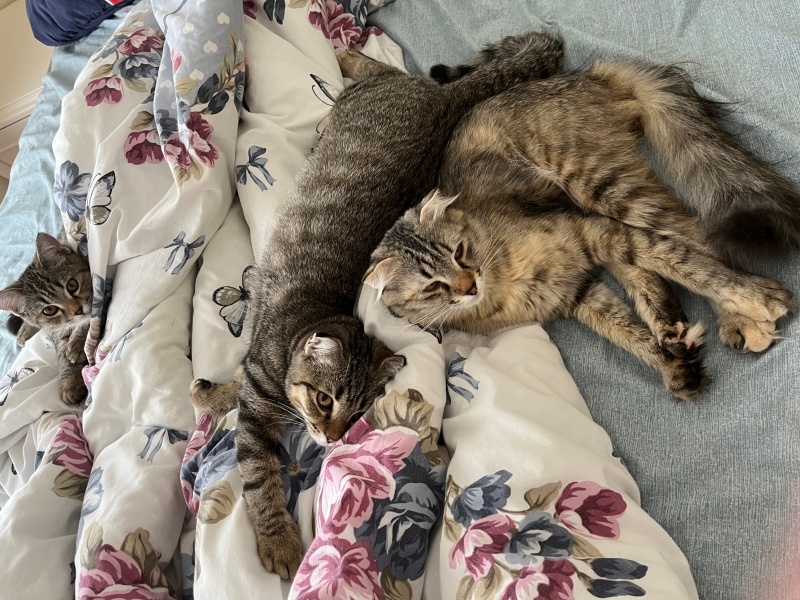 British Shorthair, Kedi  Ash fotoğrafı