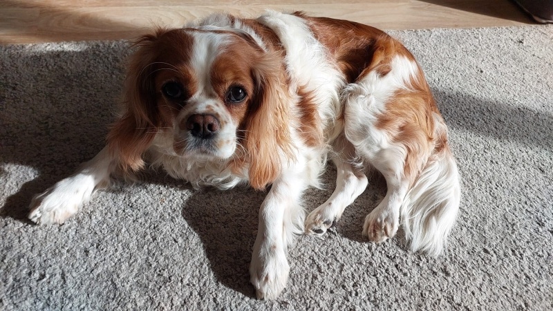 King Charles Spaniel, Köpek  LEİA fotoğrafı