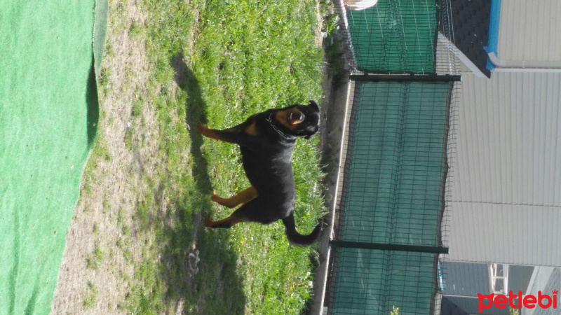 Rottweiler, Köpek  Maya fotoğrafı