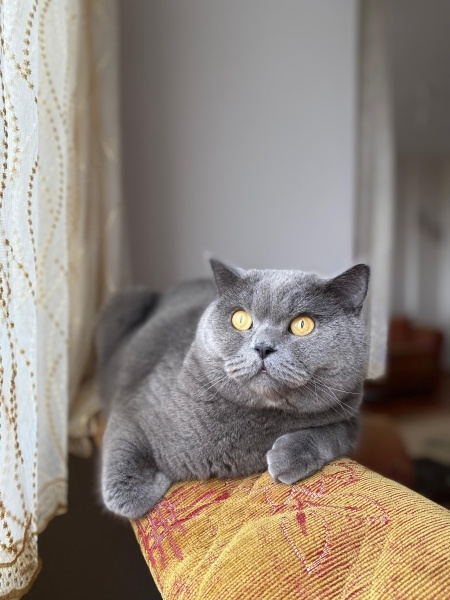 British Shorthair, Kedi  Reis fotoğrafı