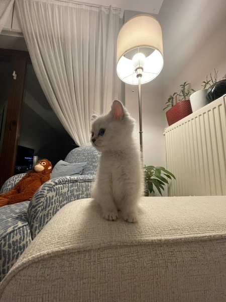 British Shorthair, Kedi  Maya fotoğrafı