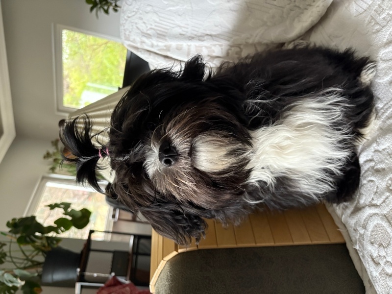 Shih Tzu, Köpek  Laika fotoğrafı
