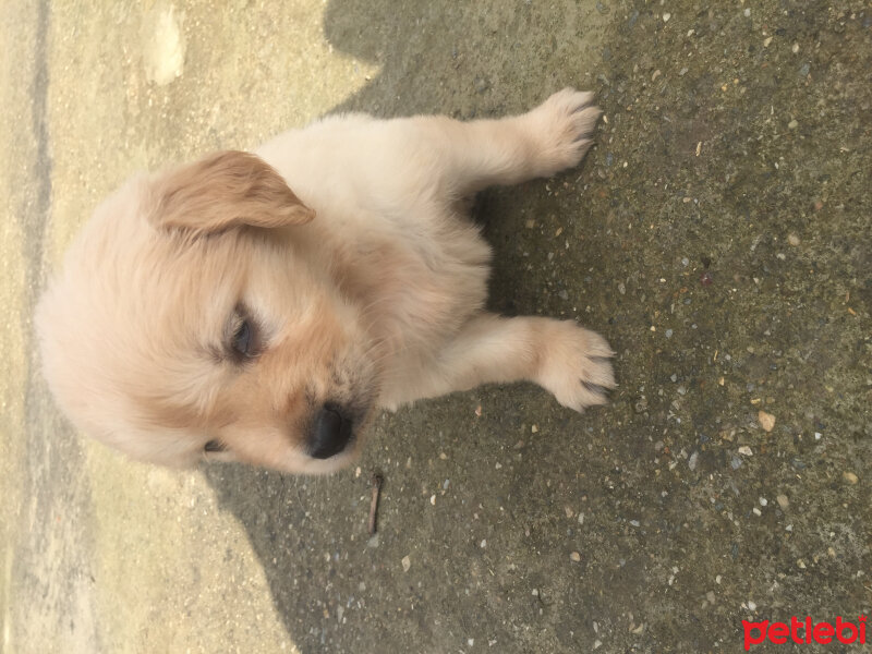 Golden Retriever, Köpek  Asya fotoğrafı