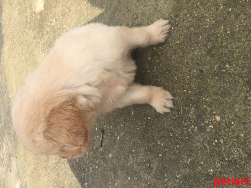 Golden Retriever, Köpek  Asya fotoğrafı