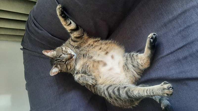 Tekir Kedi, Kedi  Fındık fotoğrafı