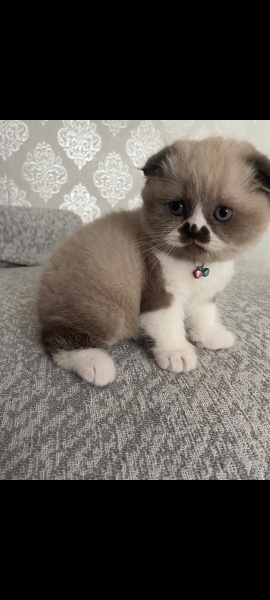 Scottish Fold, Kedi  Çılbır fotoğrafı