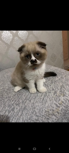 Scottish Fold, Kedi  Çılbır fotoğrafı