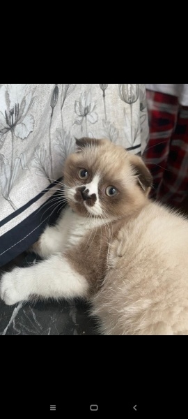 Scottish Fold, Kedi  Çılbır fotoğrafı