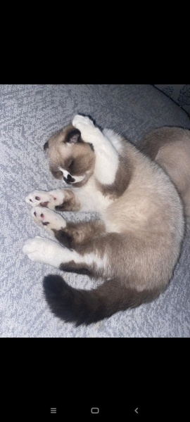 Scottish Fold, Kedi  Çılbır fotoğrafı