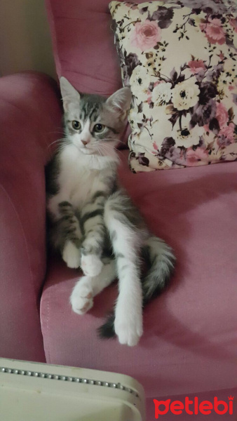 Chinchilla, Kedi  Mişha fotoğrafı