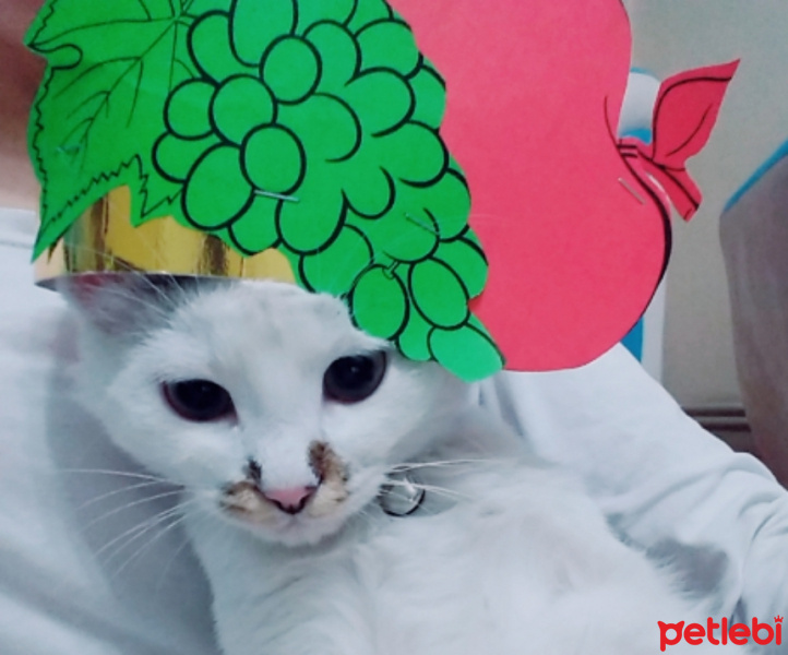 Tekir Kedi, Kedi  Çakıl fotoğrafı