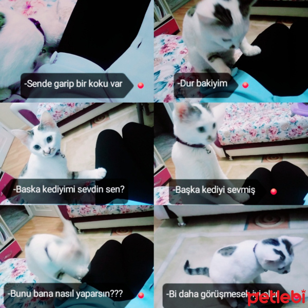 Tekir Kedi, Kedi  Çakıl fotoğrafı