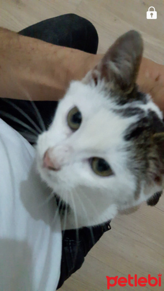 Tekir Kedi, Kedi  Kuzucuk fotoğrafı