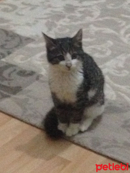 Tekir Kedi, Kedi  Umut fotoğrafı