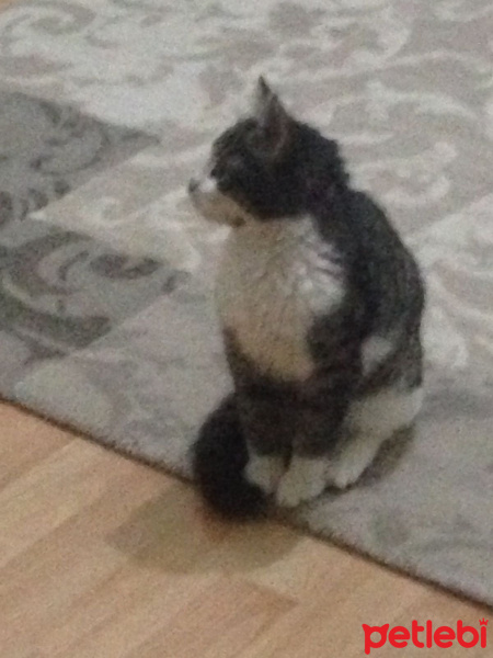 Tekir Kedi, Kedi  Umut fotoğrafı
