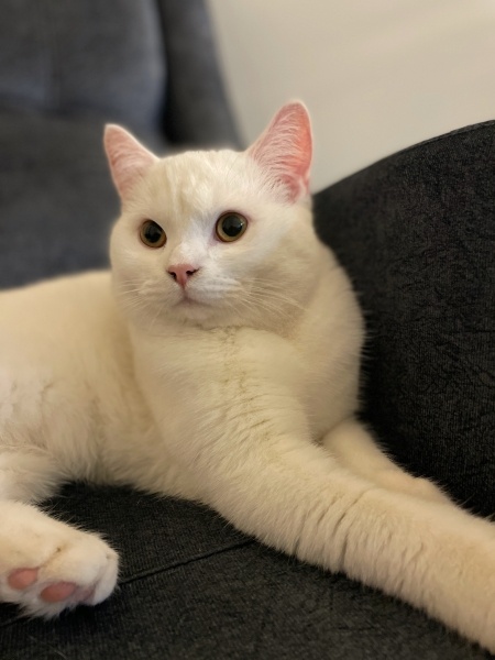 British Shorthair, Kedi  Asil fotoğrafı