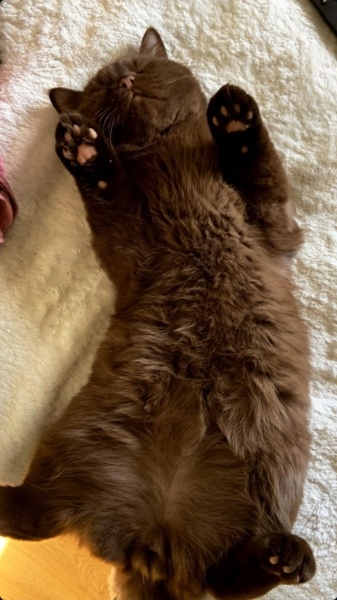 British Shorthair, Kedi  Odin fotoğrafı