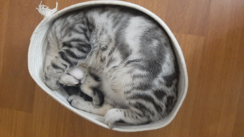 Ocicat, Kedi  Momo fotoğrafı