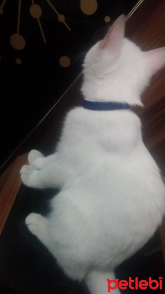 Ankara Kedisi, Kedi  Ankara Kedisi fotoğrafı