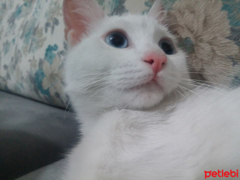 Ankara Kedisi, Kedi  Ankara Kedisi fotoğrafı