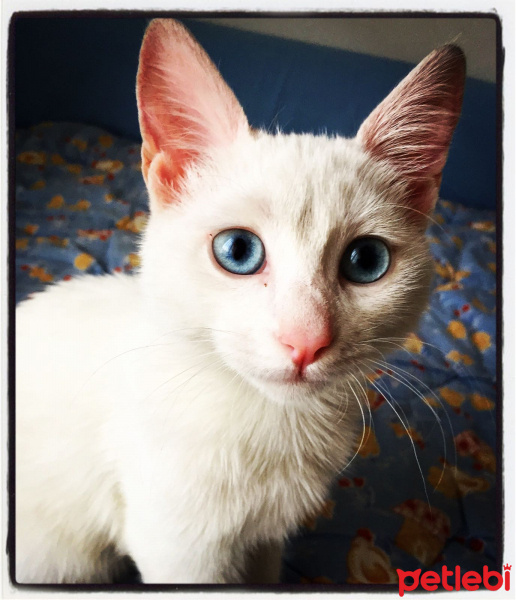 Ankara Kedisi, Kedi  Ankara Kedisi fotoğrafı