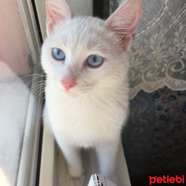 Ankara Kedisi, Kedi  Ankara Kedisi fotoğrafı