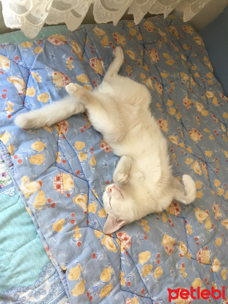 Ankara Kedisi, Kedi  Ankara Kedisi fotoğrafı