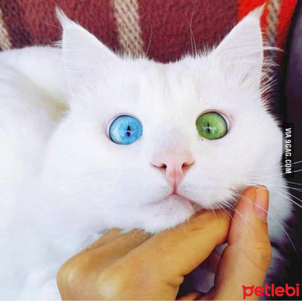 Ankara Kedisi, Kedi  Ankara Kedisi fotoğrafı