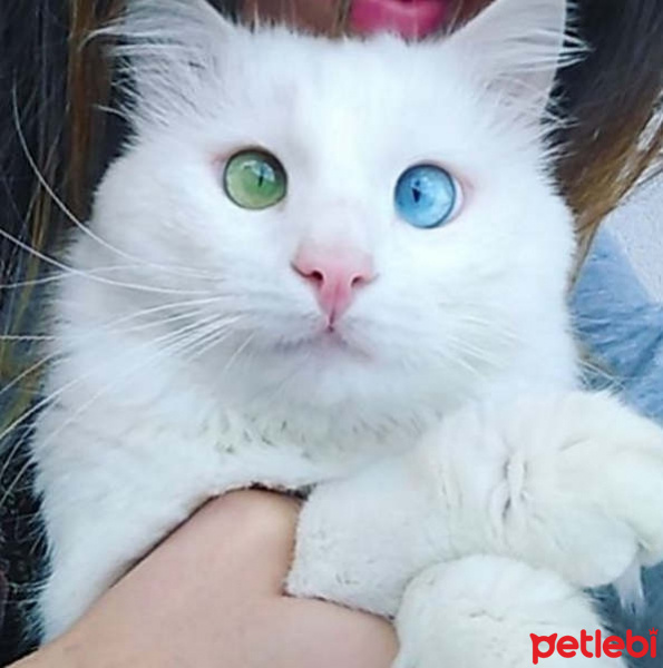 Ankara Kedisi, Kedi  Ankara Kedisi fotoğrafı