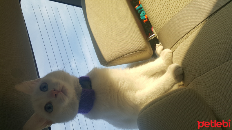 Ankara Kedisi, Kedi  Ankara Kedisi fotoğrafı