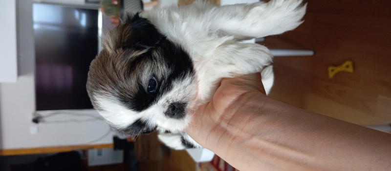 Shih Tzu, Köpek  Yavrular fotoğrafı
