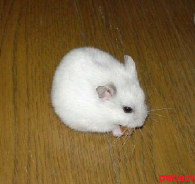 Hamster, Kemirgen  Gonzales fotoğrafı