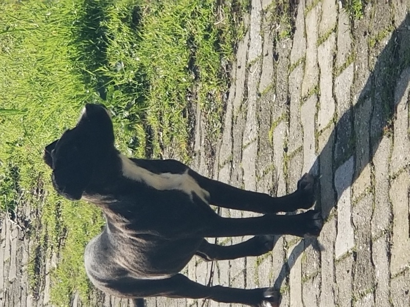 Cane Corso Italiano, Köpek  venus fotoğrafı