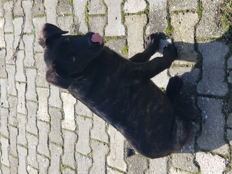 Cane Corso Italiano, Köpek  venus fotoğrafı