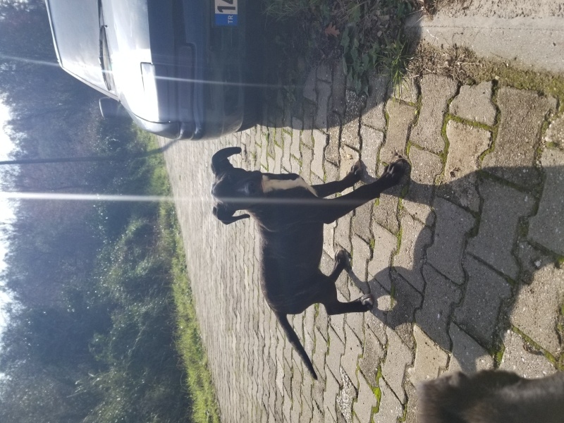 Cane Corso Italiano, Köpek  venus fotoğrafı