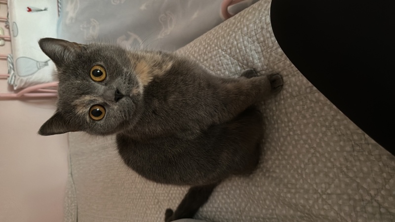 British Shorthair, Kedi  Ceku fotoğrafı