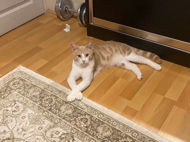 Tekir Kedi, Kedi  müezza bey fotoğrafı