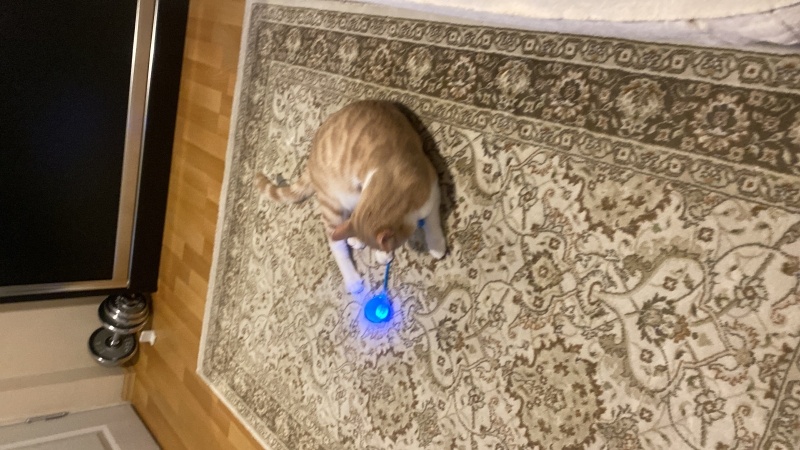 Tekir Kedi, Kedi  müezza bey fotoğrafı